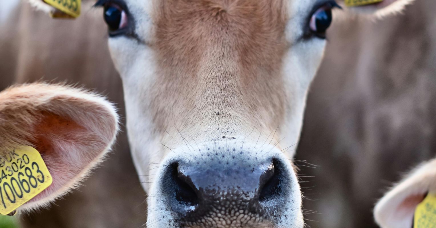 Cows Are Not Placid, Dull, or Stupid