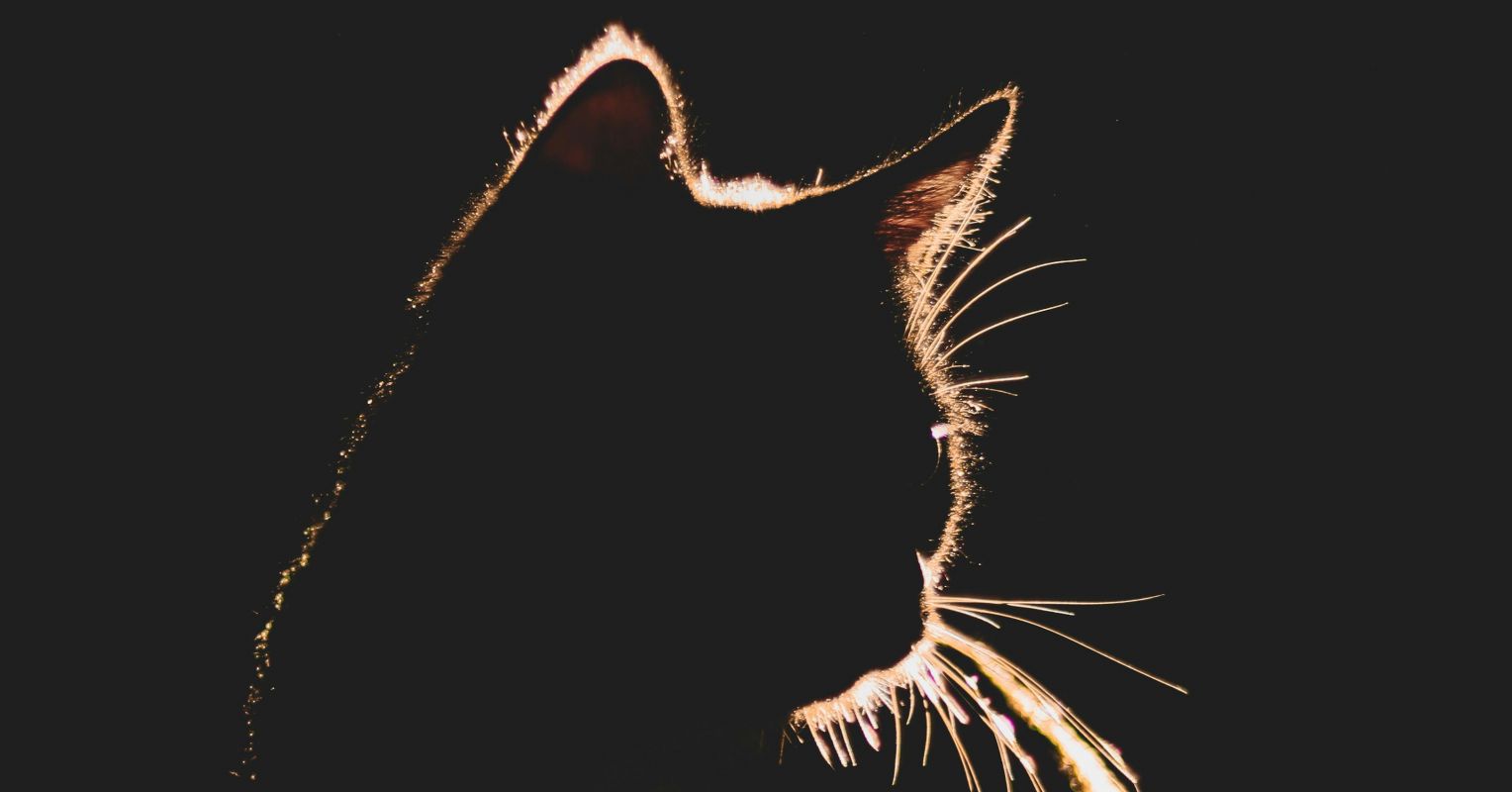 What I Learned From My Cat, a Meow Is Not Always a Meow