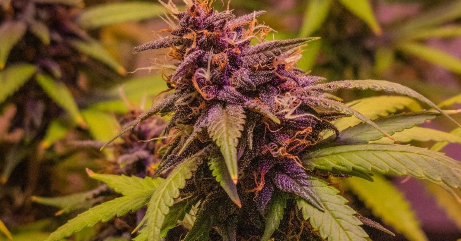 Cannabis Vaping: Safer Than Smoking…or Just Newer?