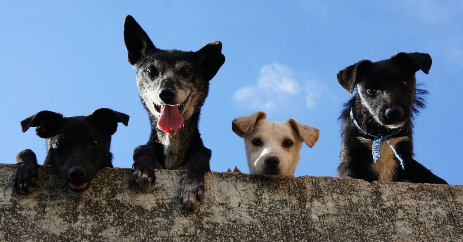 Dog Training: A Quirky Exposé From the Dogs’ Point of View