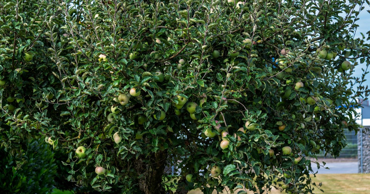 What "The Giving Tree" Gets Wrong About Love and Happiness