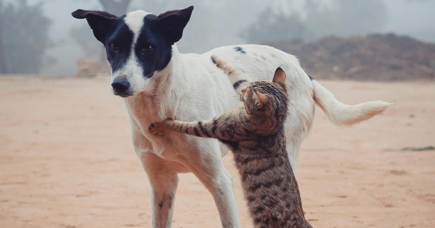 A Deep Dive Into Why Being Fluent in "Cat" and "Dog" Is Key
