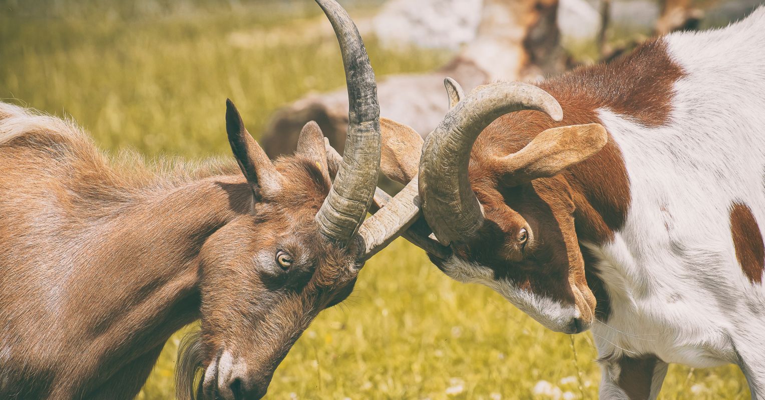 Why Aggression Can Be Good for Therapy Why Aggression Can Be Good for Therapy