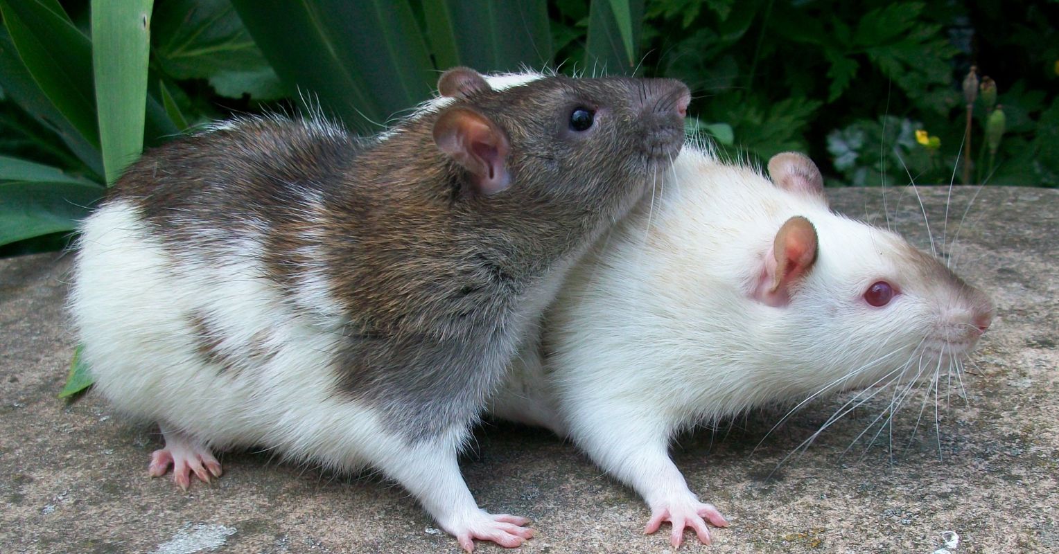 Why Are Rats, Mice, and Birds Excluded from Animalhood?