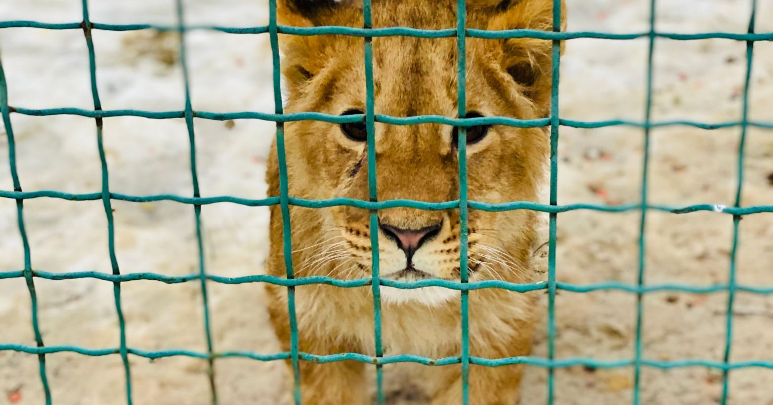 The Riveting Story of the Damaged Lives of Big Captive Cats