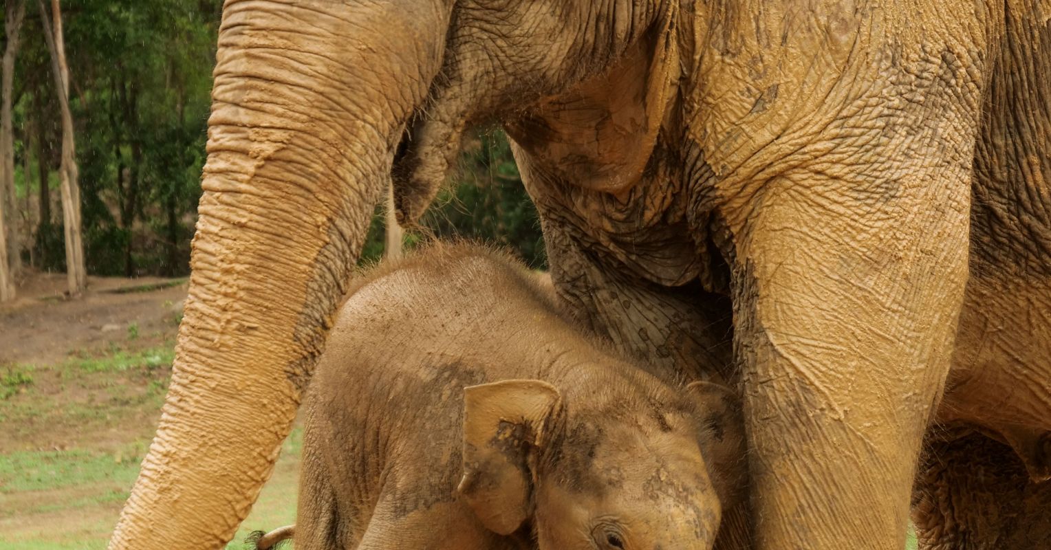 Elephant-Human Conflicts: Enabling Practical Coexistence