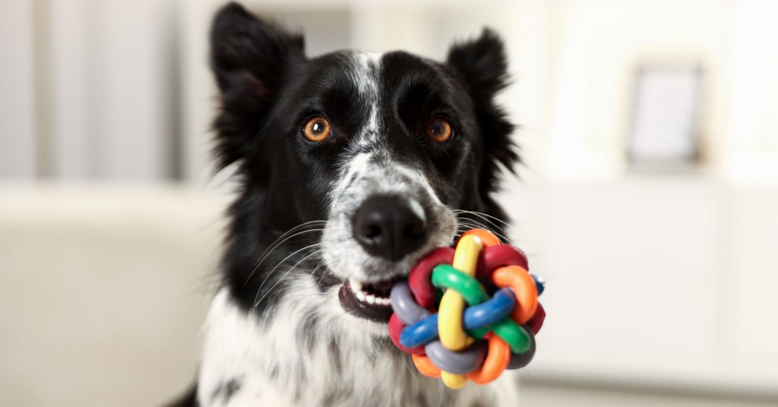 Dog Trainers Switch Methods Due to Empathy and Education