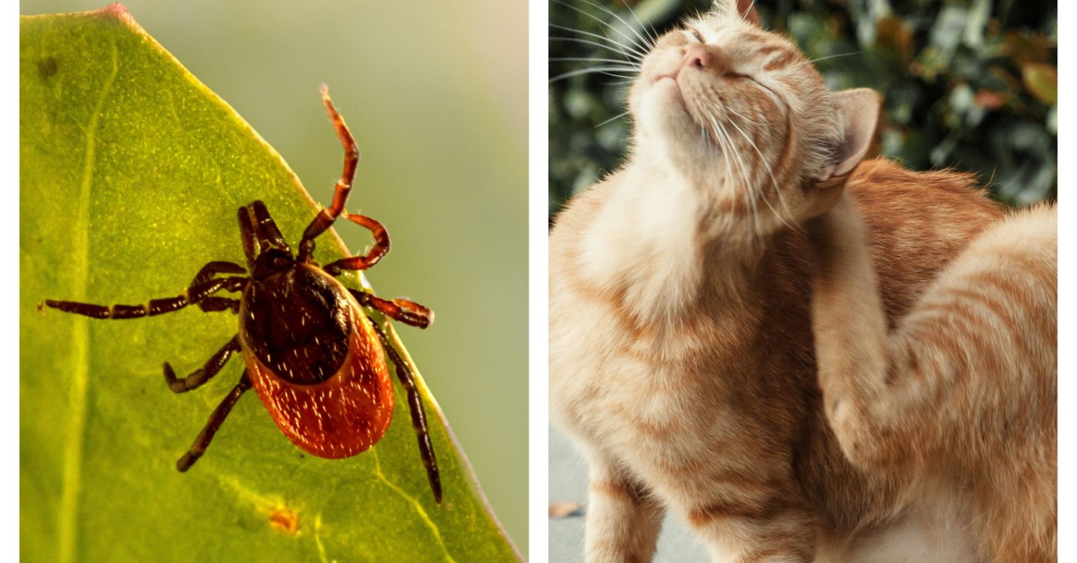 Germs Spread by Ticks and Cats Found in Suicidal Youth