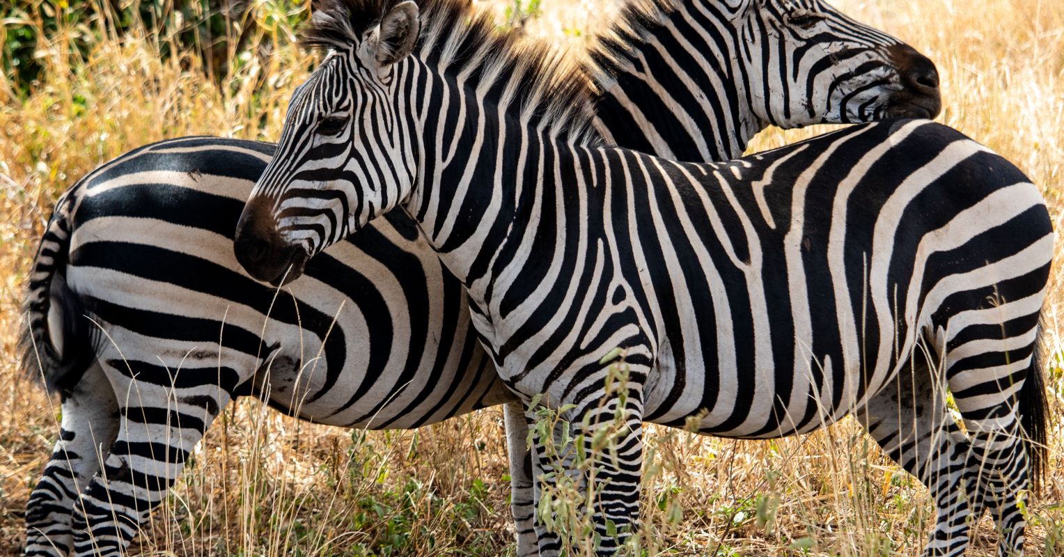 The Biodiversity Crisis is Real and Must and Can be Fixed