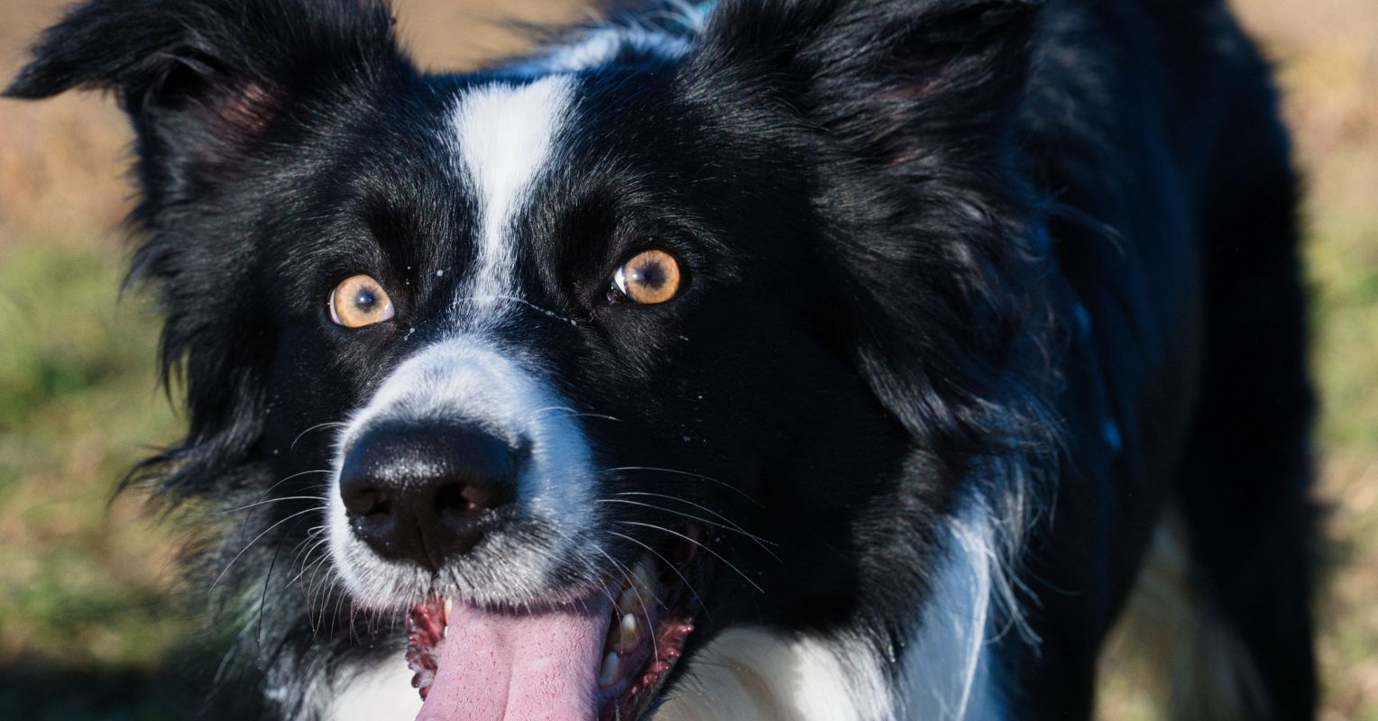 a-dog-is-never-just-a-dog-how-to-form-deep-and-kind-bonds