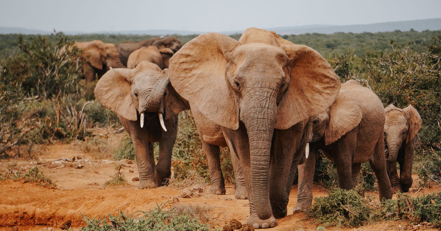 How Our Senses Soak Up the Wonder and Vitality of Nature