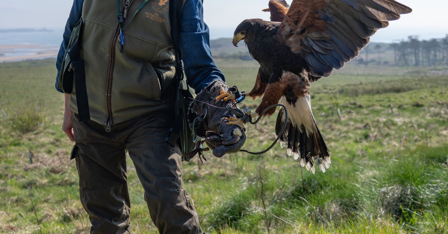 When We Can 'Be More Bird,' We Recover a Primal Navigation