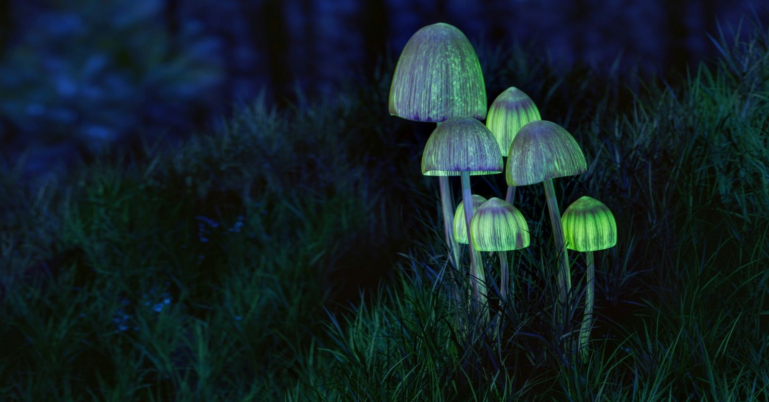 Could Psilocybin Help the Brain After Repeated Concussions?