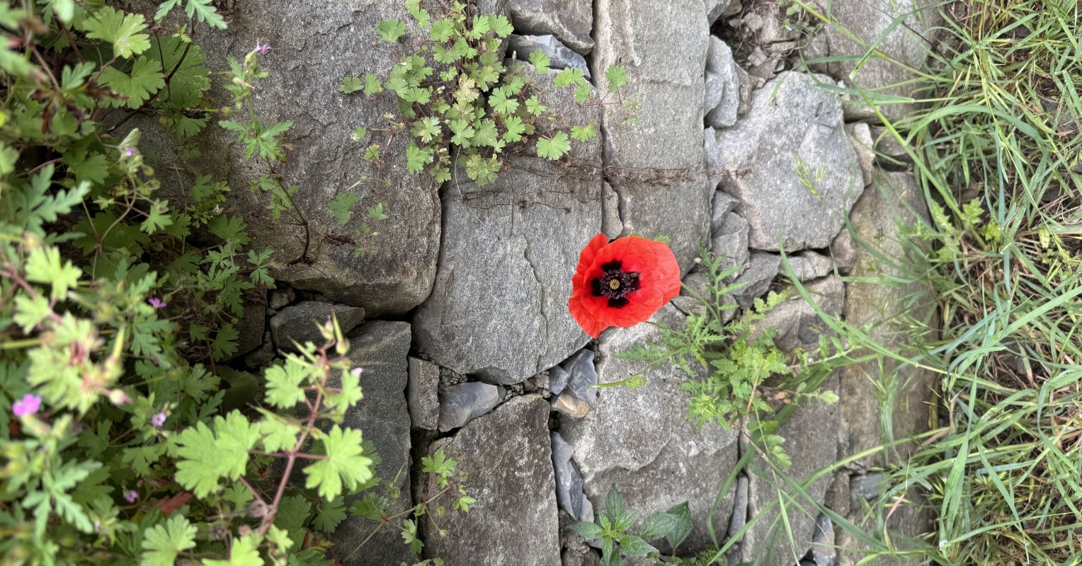 Self-Compassion: Is It Wise or Wimpy?