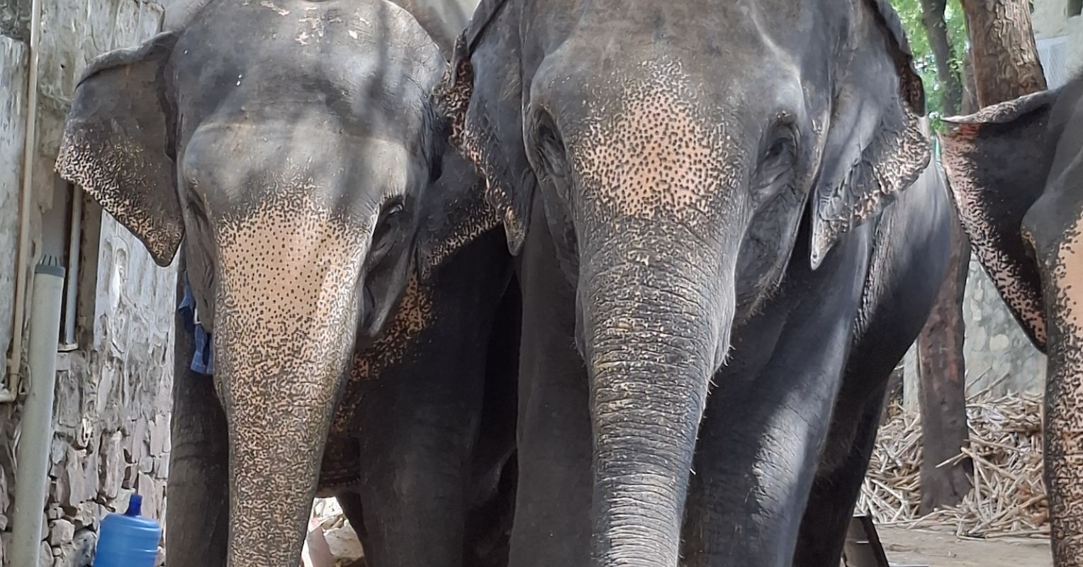 Demand for elephant rides at India's Amer Fort has fallen