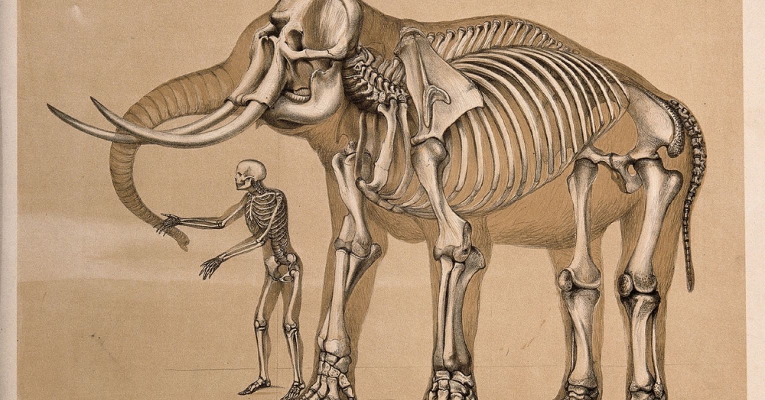 Accepting Our Animal Nature