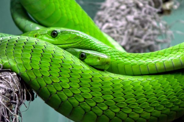 Ophidiophobia: fear of snakes