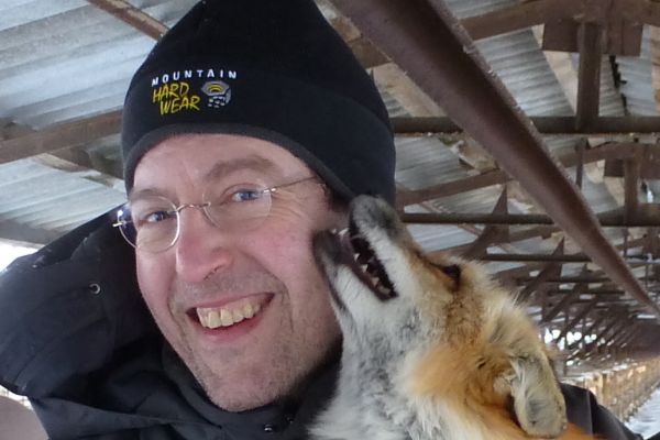 A domesticated fox licking the author's face on a brisk Siberian morning