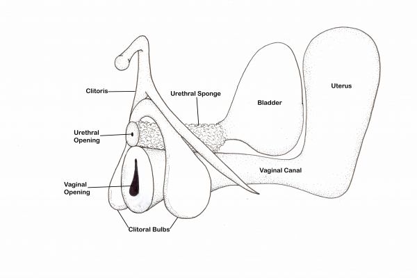 Relation Between Vaginal Canal & Internal Clitoris