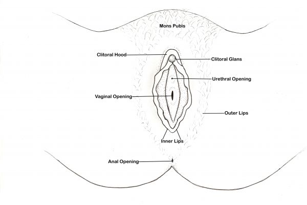 Parts of the Vulva