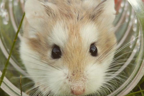 closeup photo of brown hamster in glass cup 
