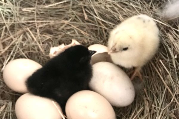 Chicks hatching