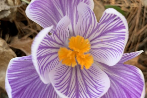 The purpose of crocus may simply be to delight us by heralding the start of spring.