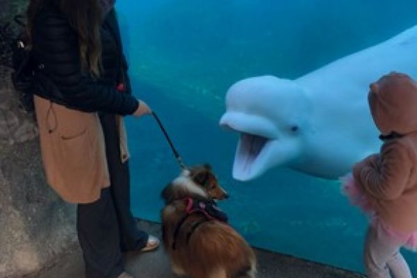 Milo ignoring a beluga whale at the Mystic Aquarium to make sure other guests don’t get too close to me and to keep checking in 