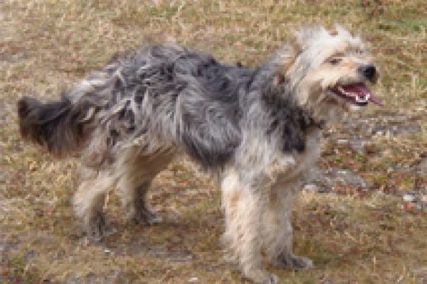 The Ovejero Magallánico in Patagonia derived from British herding dogs.