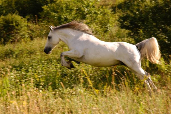 Horses can run away when they're scared; most humans can't
