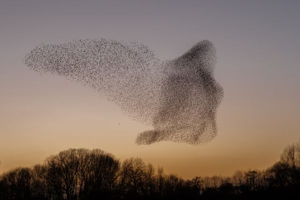 The Murmurations of Starlings in evening light 