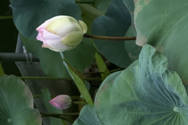 Lotus: purity and healing 
