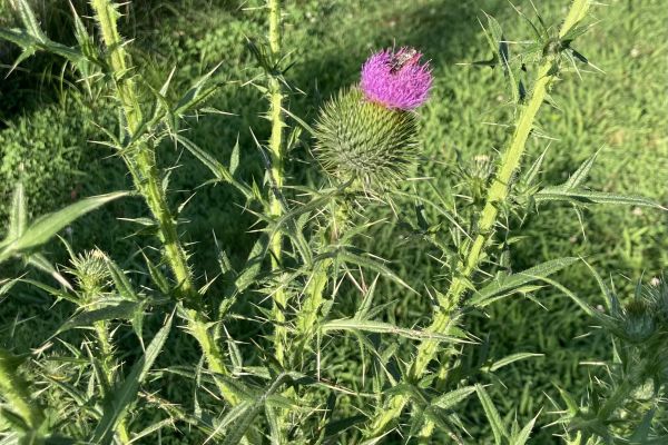 thistle with bloom