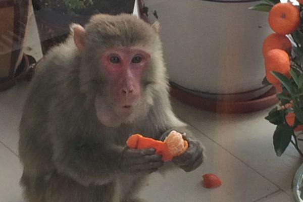 Rhesus Monkey Enjoying new year tangerines in the Chinese Year of the Monkey 