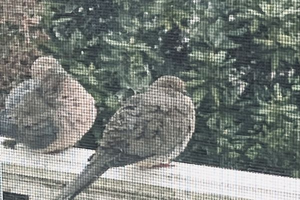 Mourning doves