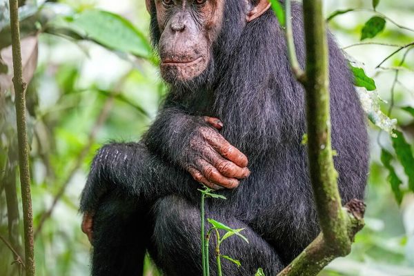 Giles Laurent, Chimpanzee at Kibale Forest National Park, 14 December, 2022