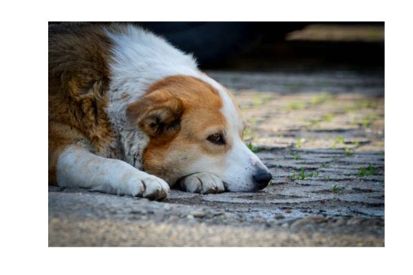 los perros mueren de tristeza
