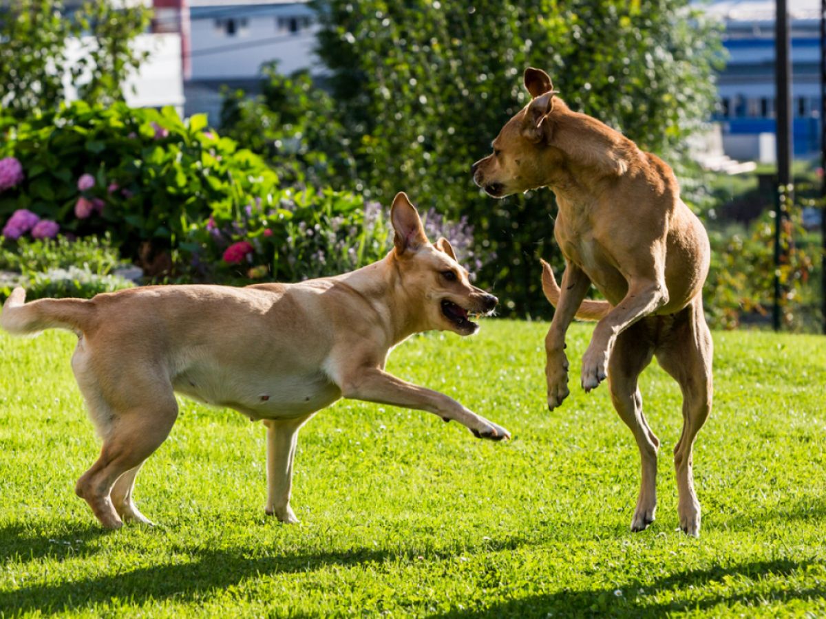 how to stop my 2 male dogs from fighting