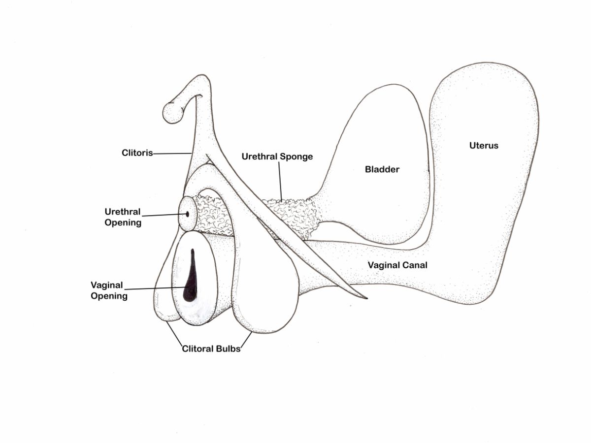 Qiz porno video jinsiy aloqa