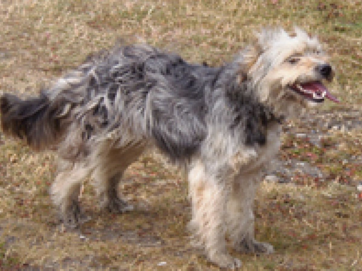 qué razas hacen un perro cur