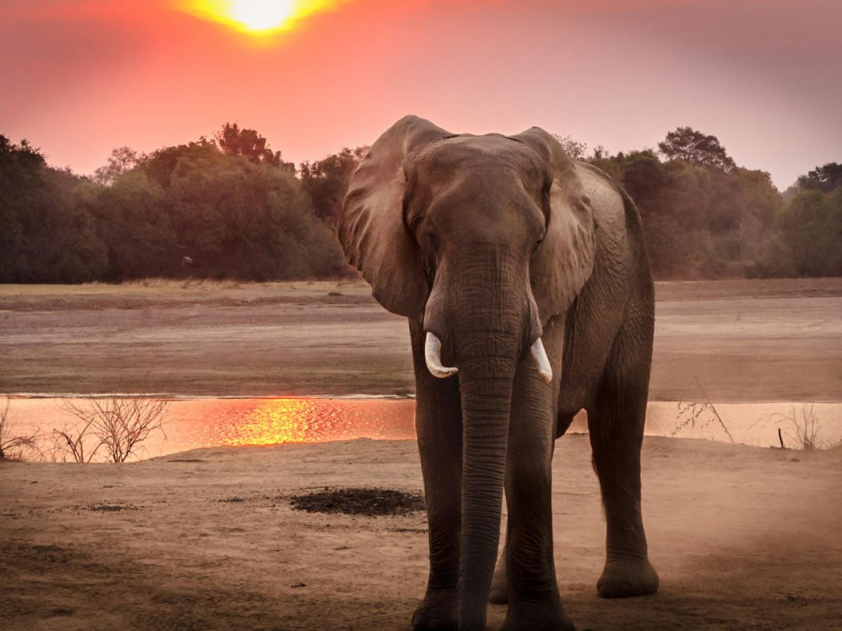 An Elephant Takes a Shower | Psychology Today