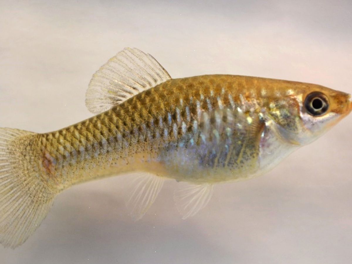 Molly Female Aggression Prevention: Effective Tips to Stop Fighting