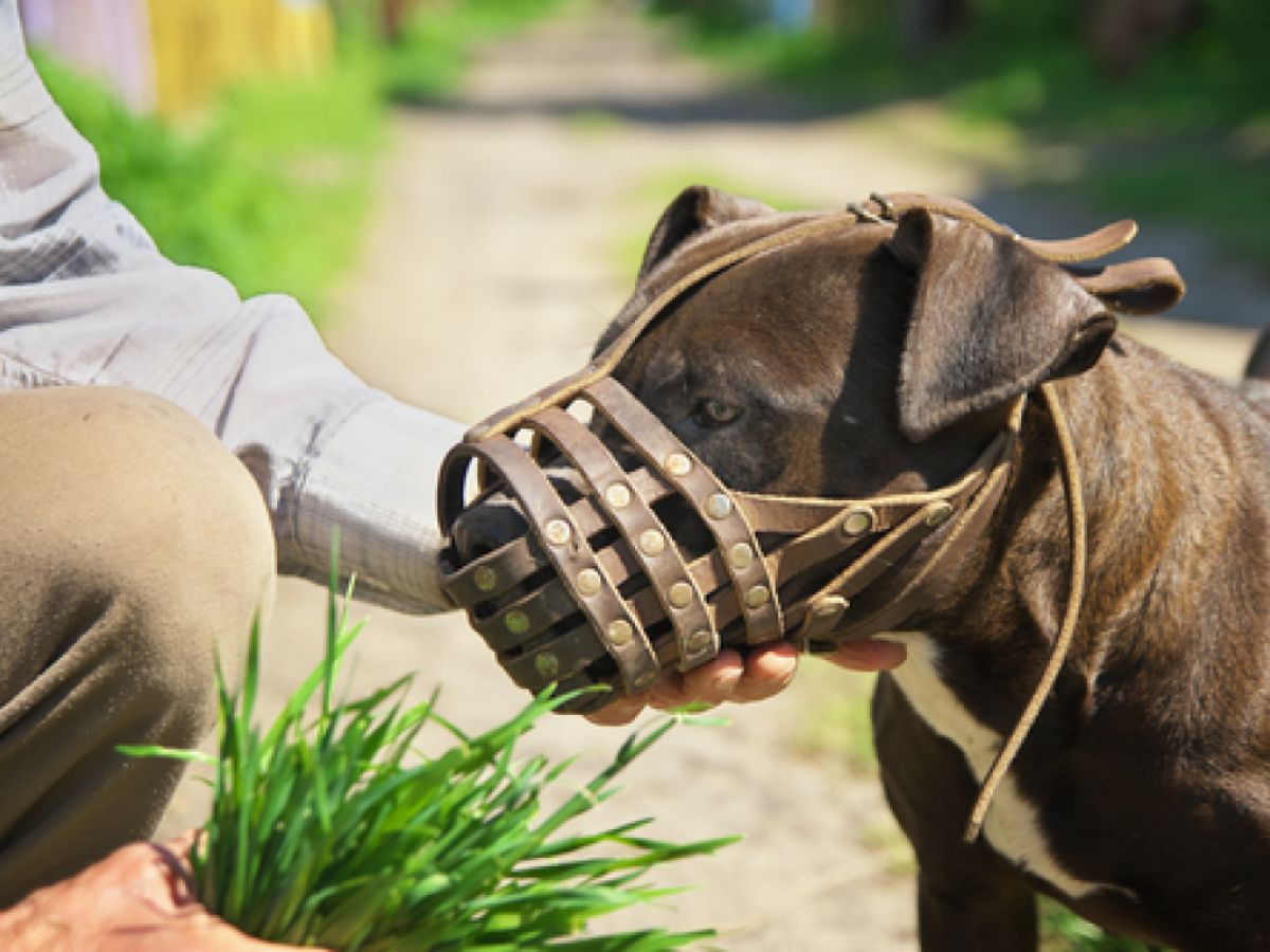 is it cruel to muzzle a dog