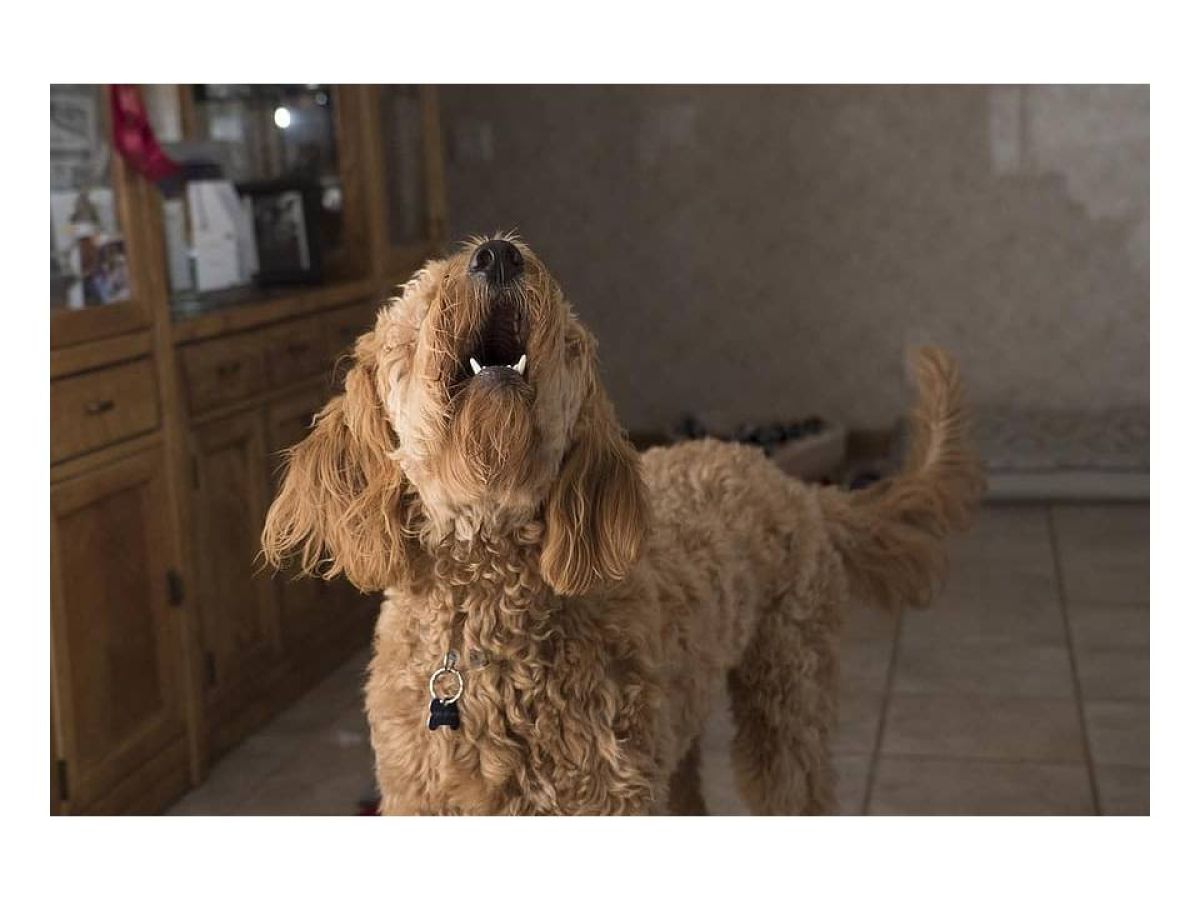 son buenos bozales para perros que ladran