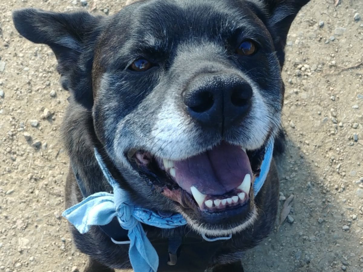 Dog Training: Blending Science With Individual Personalities | Psychology  Today, image size:1200x900