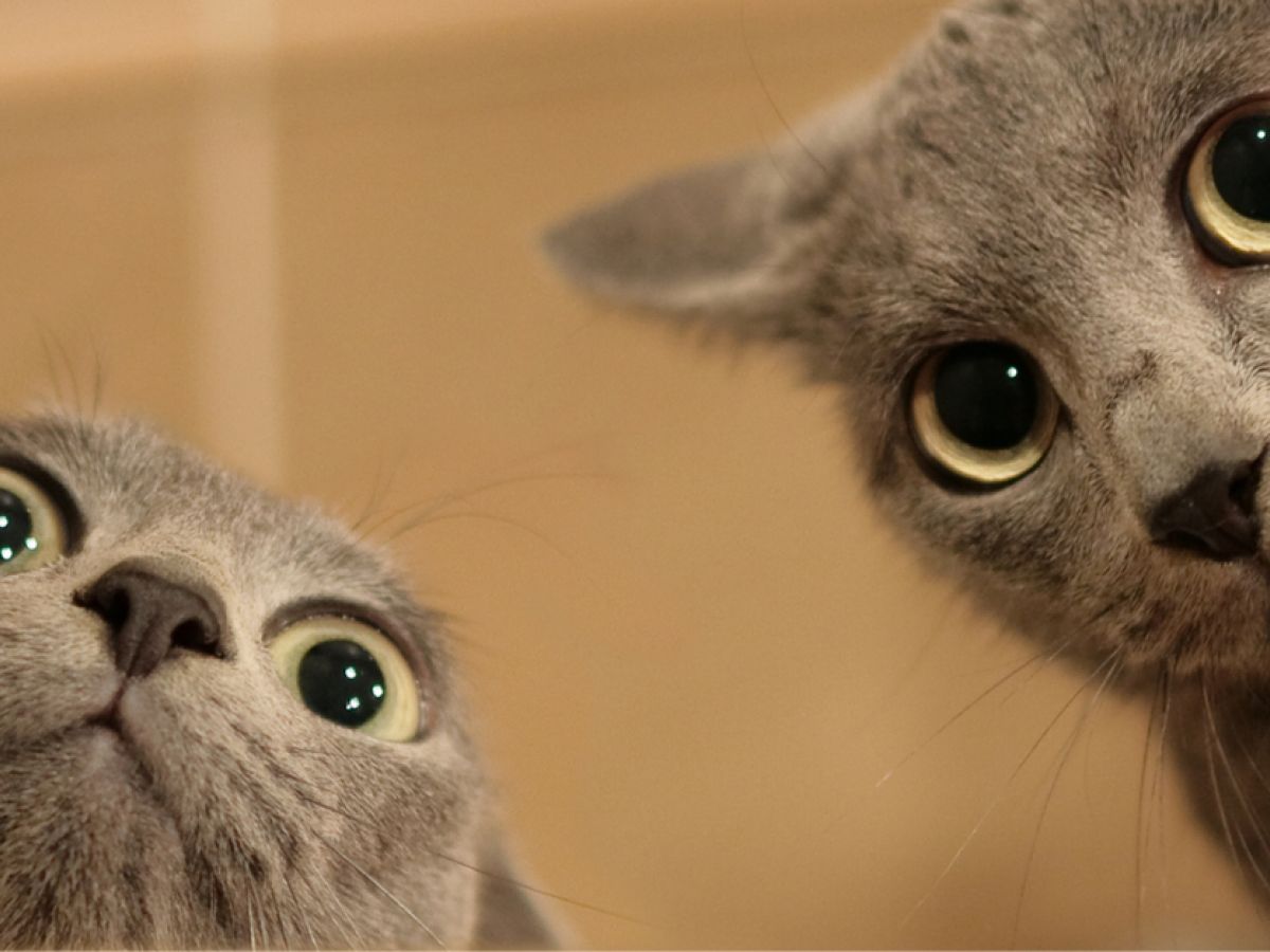 los perros y los gatos comparten un ancestro común