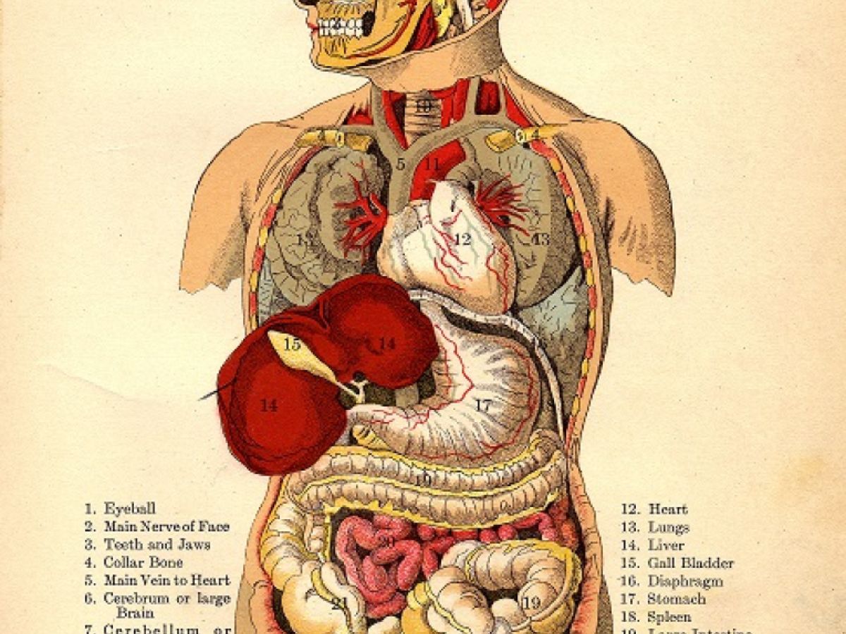 Your belly fat is killing more than just your confidence and energy. While  society normalizes the “Dad Bod” there is nothing normal about the damage  it's doing to your heart, liver and, image size:1200x900