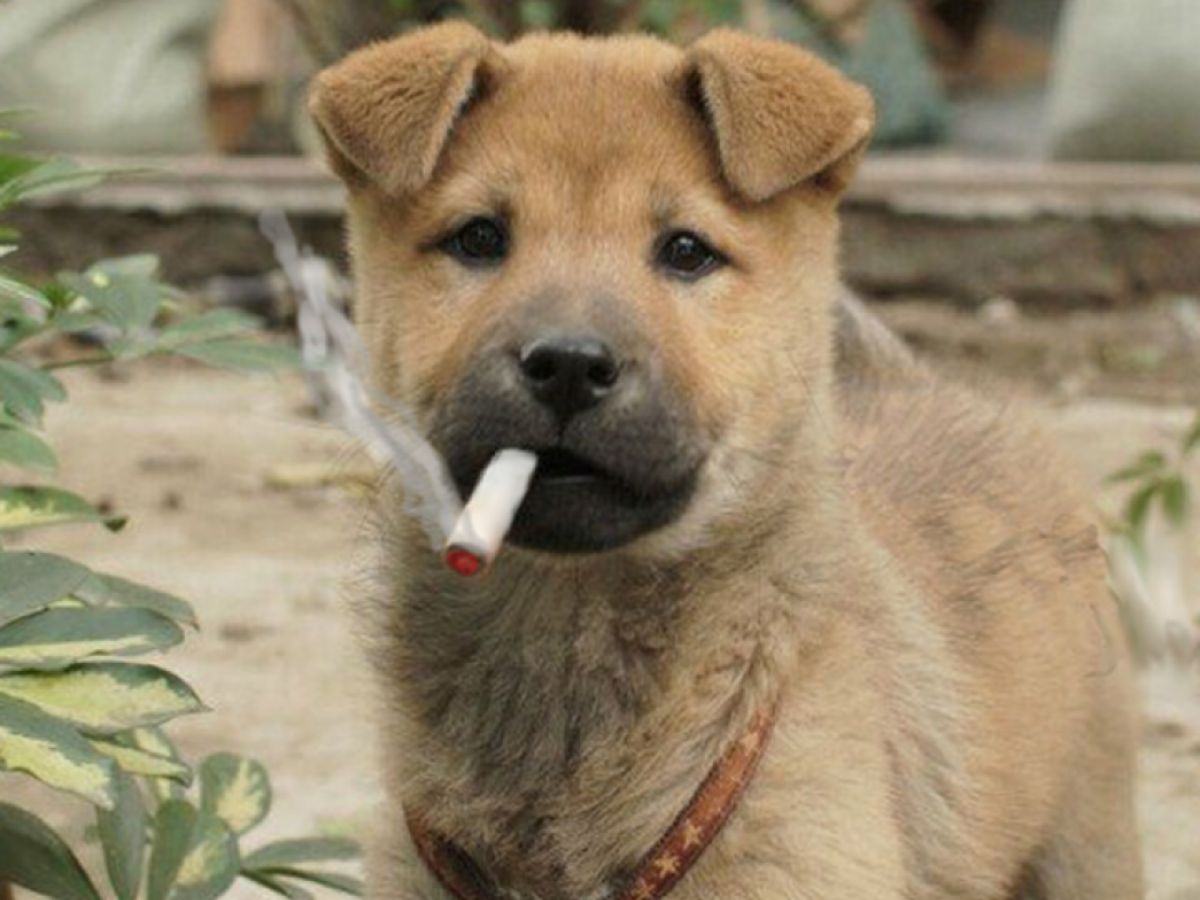 do you sell cigarettes in french A final smoke: Iconic French cigarette brands Gitanes and Gauloises could  be BANNED