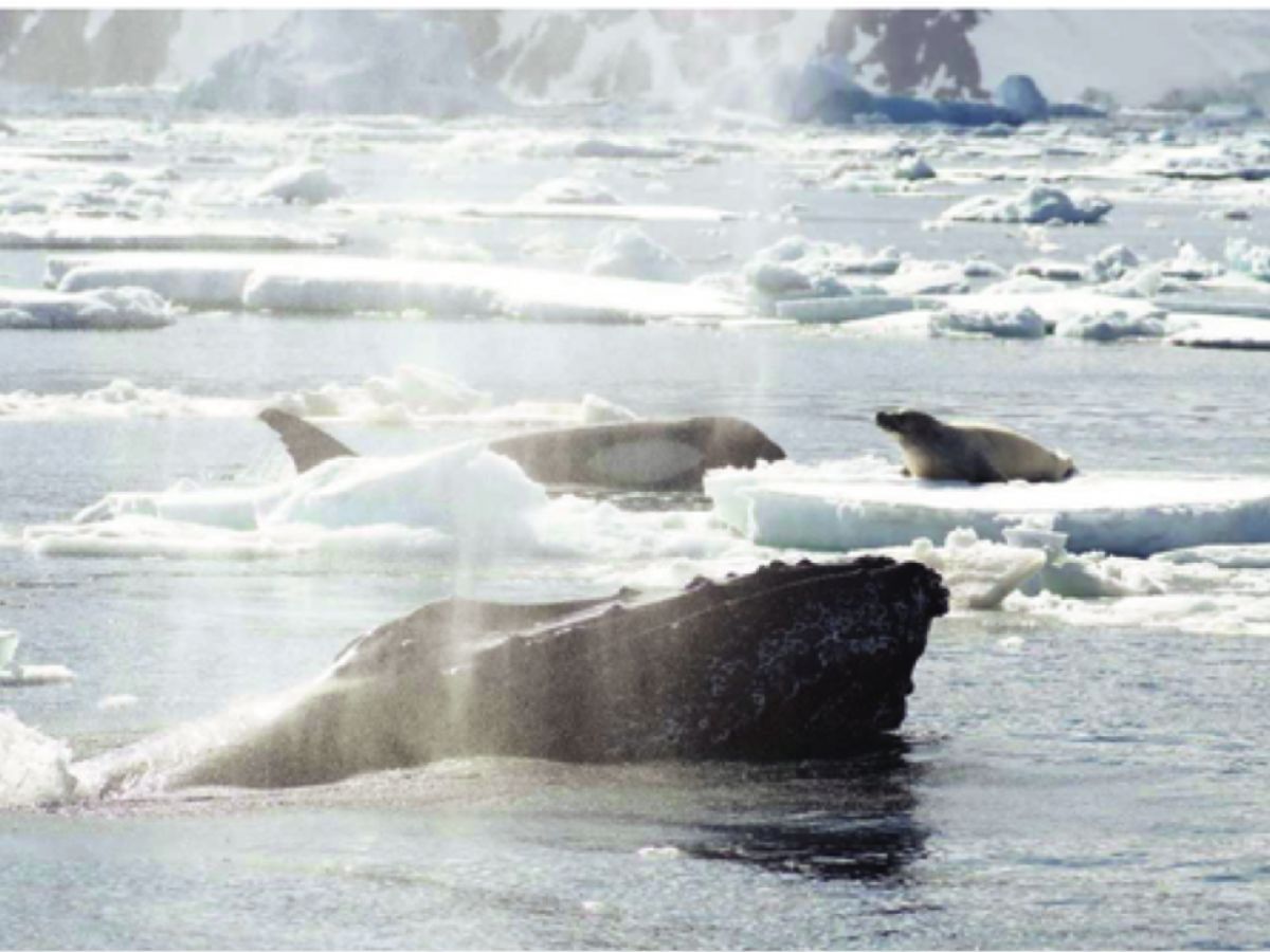 Animal Altruism? | Psychology Today