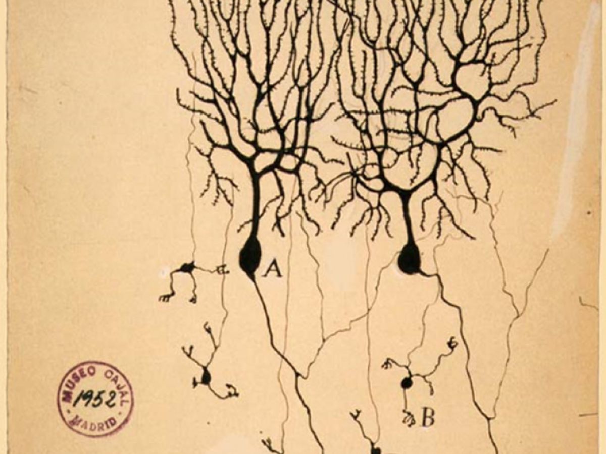 A Brief History of Neuroscience | Psychology Today